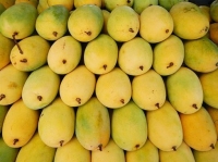 Himsagar Mango