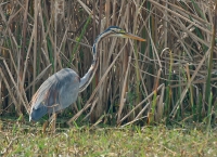 Purple Heron 