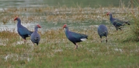 Purple Swamphens