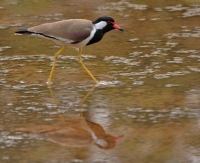 Red-wattled Lapwing