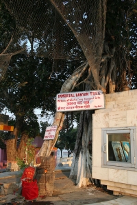 The Holy Peepal Tree
