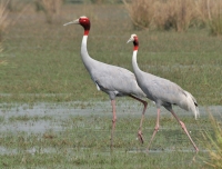Sultanpur Bird Sanctuary