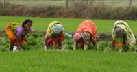 Chattisgarh, Rice Bowl of Eastern India