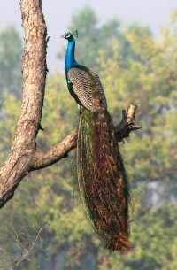 Dudhwa National Park 