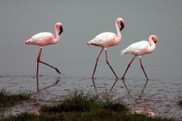 Lesser Flamingos