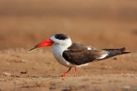 Indian skimmer