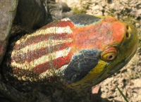 Red-crowned roof turtle