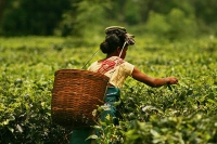 Tea gardens