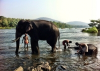 Elephant Bath