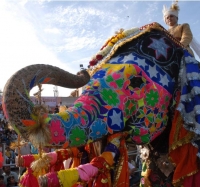 Elephant Festival
