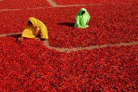 Red Chili Drying In The Sun
