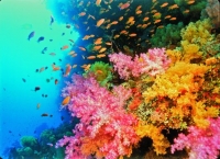 Mahatma Gandhi Marine National Park