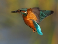 Mahatma Gandhi Marine National Park