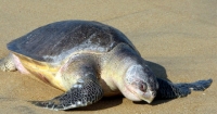 Olive Ridley Turtle, Morjim Beach