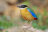Indian Pitta