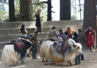 Yaks Near Hidimba Devi Temple, Manali